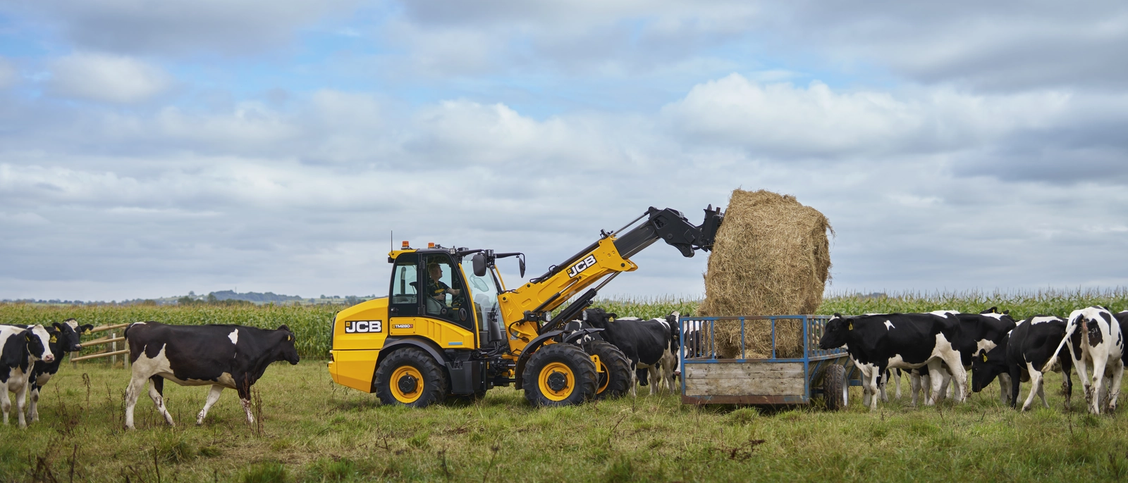 TM280S feeding cows with a round bale in a field